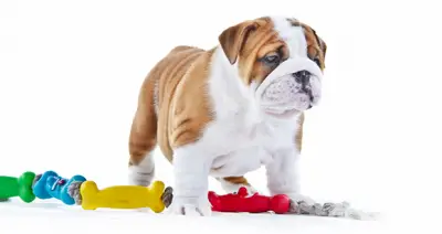 indestructible dog toys for bulldogs