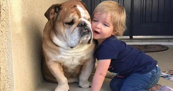 Funny Baby Adventures: Why Do Bulldogs Love Babies?