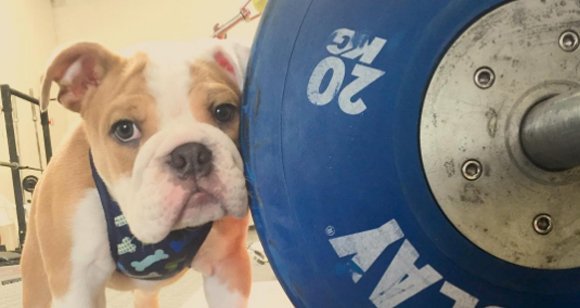 Barbells And Dumbbells: Love These Bulldogs Exercising