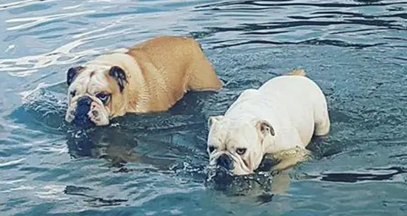 World Water Day: Bulldogs Celebrating The Most Important Element
