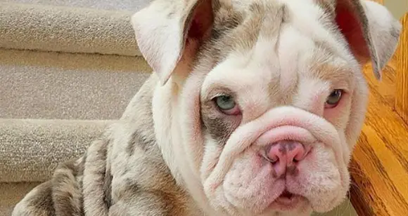 International Day Of Awesomeness: Why Bulldogs Are Awesome