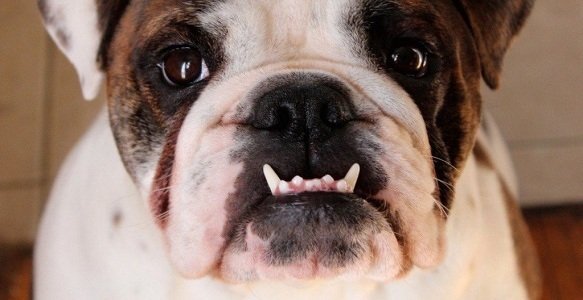5 Ways to Best Use Dog Dental Chews to Help Your Puppy’s Dental Health