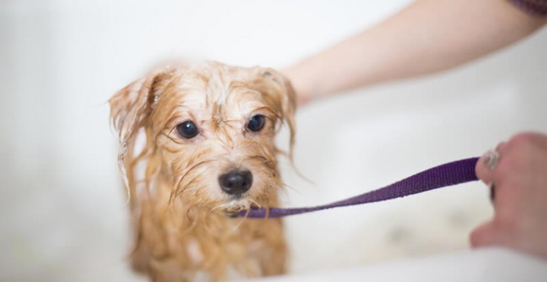 4 Tips Choosing and Getting the Best from Your Puppy’s Dog Shampoo