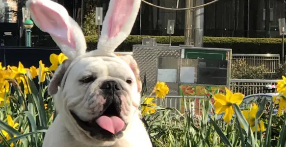 Happy Easter Day: Bulldogs Wearing Cute Bunny Ears