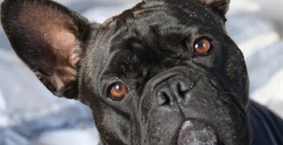 Celebrity Bulldogs: 7 Famous And Beautiful Frenchies