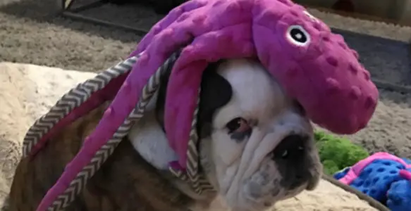 Fashion Revolution: 7 Beautiful Bulldogs With Cool Styles