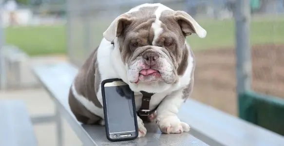 Paparazzi Moment: 7 Adorable Bulldogs Caught By Surprise