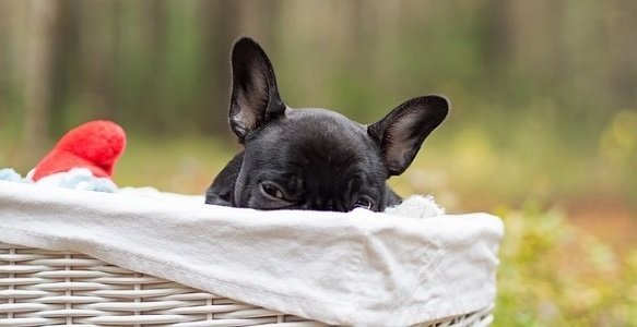 dog food for sensitive stomach