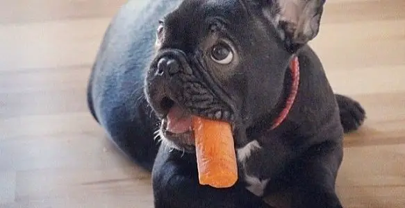 are carrots good for dogs