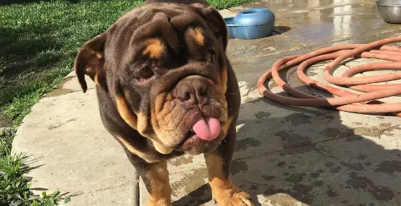 Brownie Bulldogs: 8 Beautiful Chocolate Bullies