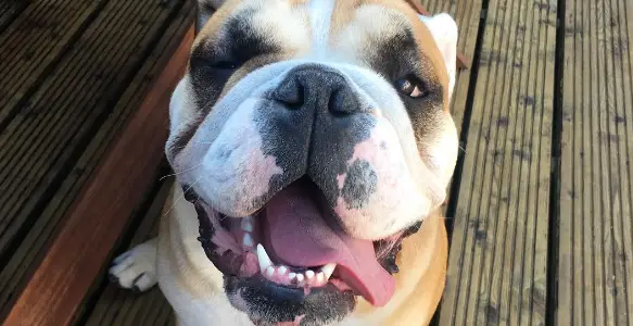 World Laughter Day: Happy And Smiling Bulldogs