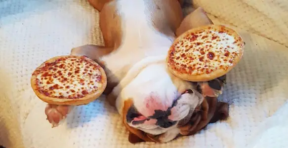 Pizza Festival: 6 Hungry Bulldogs In Love With Pizza