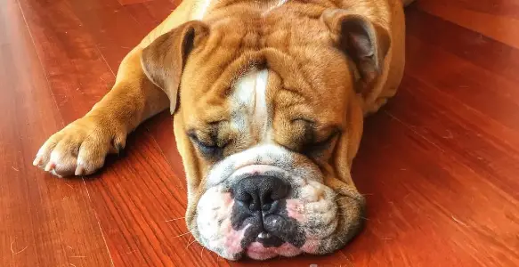 Bulldog Meditation Day: Why Bullies Love To Enjoy Relaxation