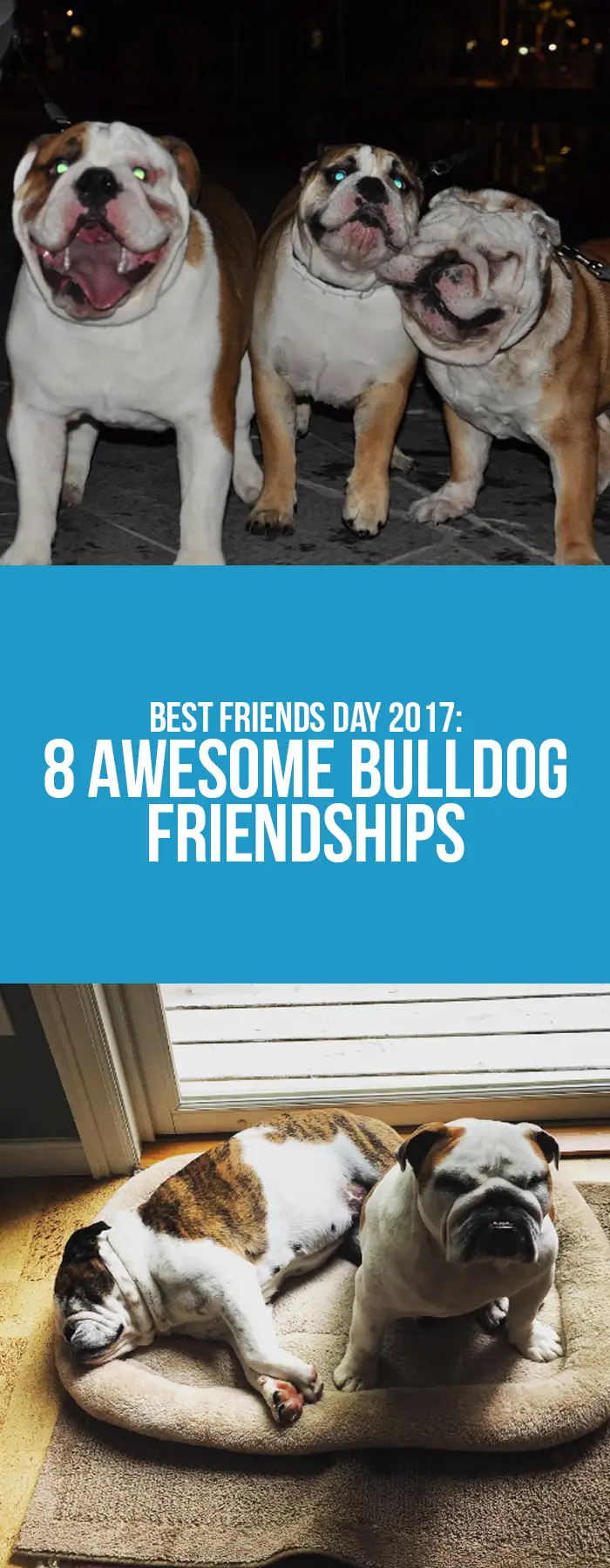 Bulldog Friendships