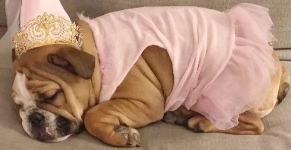 7 Gorgeous Bulldog Queens And Princesses You Will Love