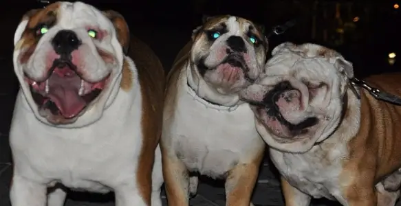 Best Friends Day 2017: 8 Awesome Bulldog Friendships