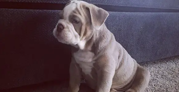 8 Shades Of Gray: Beautiful And Charming Bulldogs