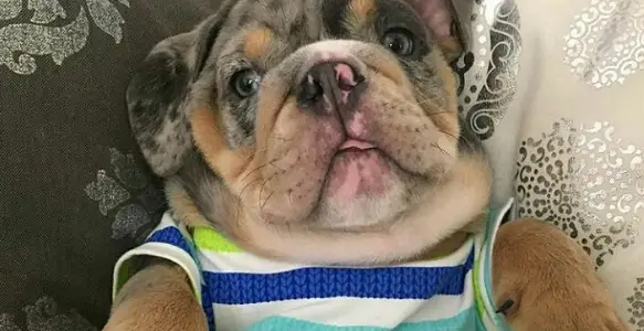Face Constest 2017: 7 Best Bulldog Selfies You Will Love