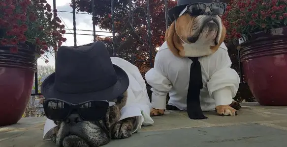 8 Alternative Bulldogs Wearing Awesome Outfits