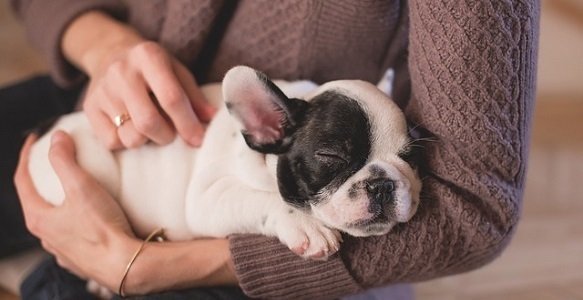 puppy breathing fast while sleeping