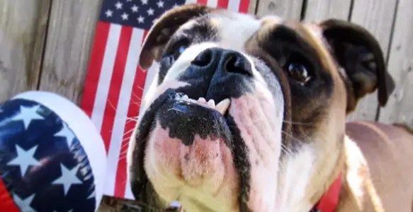 8 Incredible Bulldogs Celebrating 4th Of July