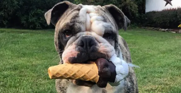 Sweet Adventure: The Amazing Bulldog Ice Cream Festival 2017