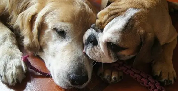 Bulldog Family: 7 Gorgeous Bullies Celebrating Cousins Day