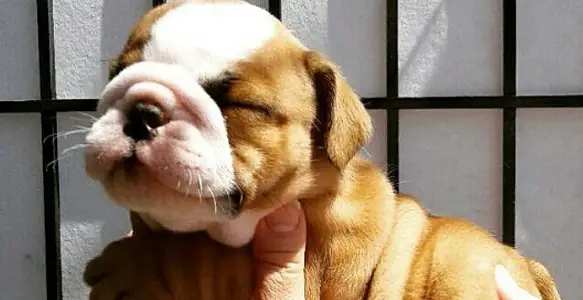 Bulldog Sunshine: 8 Happy Dogs Playing With The Sun
