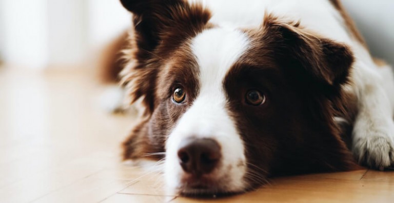 Safe Supplements for Dogs and When to Give Them to Your Puppy