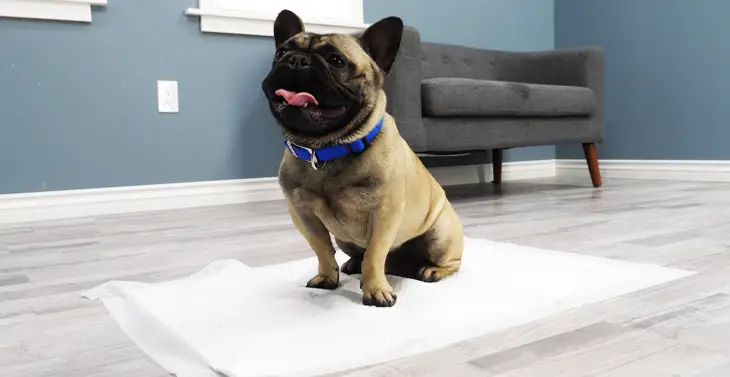 pet wee pads