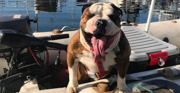 Scream And Shout: 7 Funny Bulldogs Speaking Out Loud