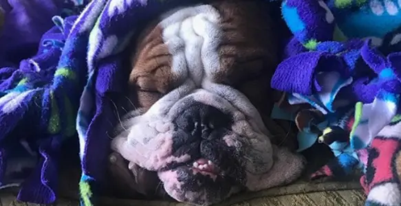 Lazy Day 2017:  8 Funny Bulldogs Having Fun By Doing Nothing