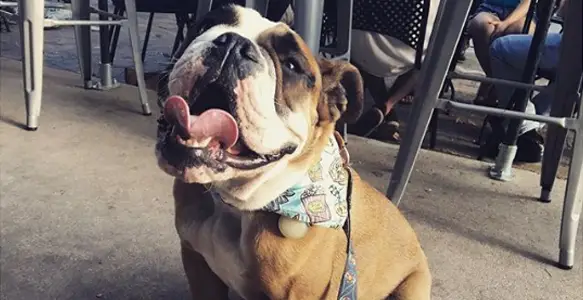Tell A Joke Day 2017: Why Bulldogs Love Jokes?