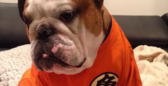 Worlwide Bullies: 7 Amazing Japanese Bulldogs