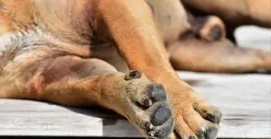dog leaking urine when lying down