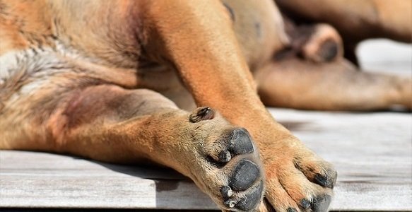 dog leaking urine while sleeping