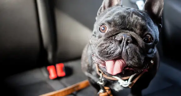 Top 7 Things You Need to Do When Traveling with Dogs