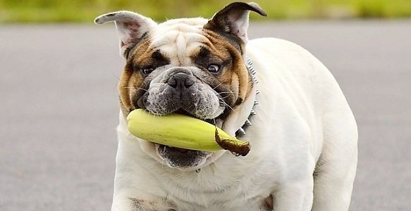 how much to feed a bulldog