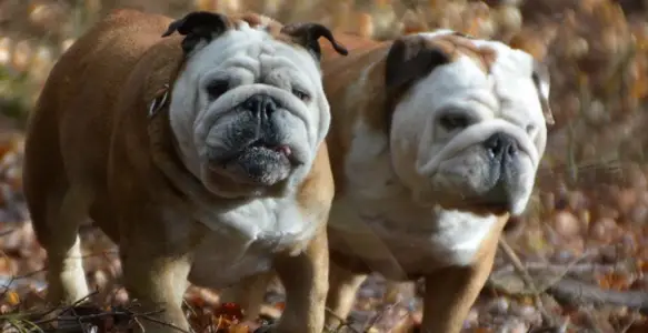 Bulldog Grandparents: Why Do We Love Old Bulldogs?