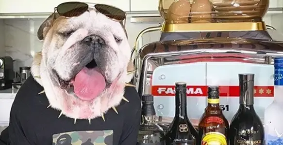 Bulldog Diet: 7 Bulldogs Telling You What They Love To Eat