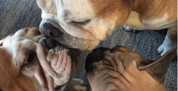 8 Lovely Bulldogs Celebrating Kiss And Make Up Day 2017