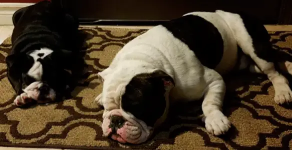 Sleepy Sunday: 8 Beautiful Bulldog Taking A Sweet Nap