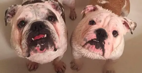 Bulldog Bathtub Day 2017: 7 Funny Bulldogs Taking A Bath