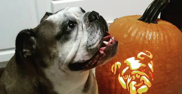 Bulldog Pumpkin 2017: Is The Amazing Halloween Coming?