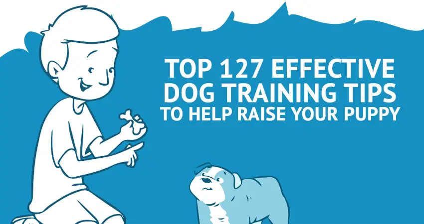 [Image: best-dog-training-tips-01.png]