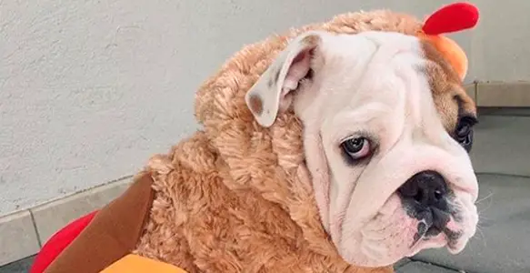 Bulldog Thanksgiving 2017: Love And Appreciation