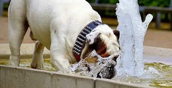 How Much Water Should a Puppy Drink? Top Tips on Puppy Thirst
