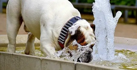 how much water should a puppy drink