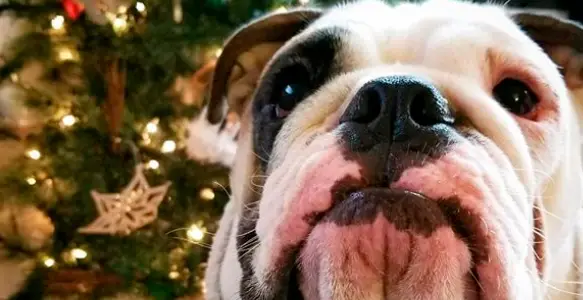 Bulldog Christmas 2017: 8 Beautiful Bulldogs Celebrating
