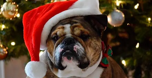 8 Funny Bulldogs Celebrating St. Nicholas Day 2017